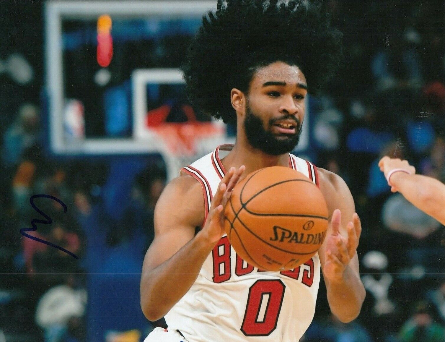 COBY WHITE signed (CHICAGO BULLS) basketball auto 8X10 Photo Poster painting *PROOF* W/COA #4