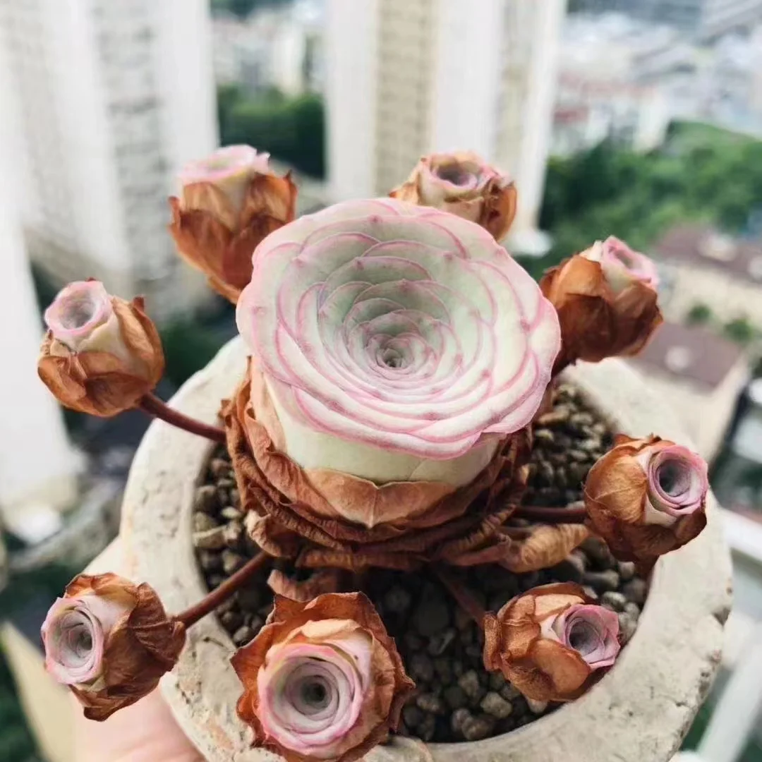 544. Echeveria  Feng ling.   cluster  6-8cm /Echeveria / Succulent plants / Garden landscape / Carefully select healthy plants