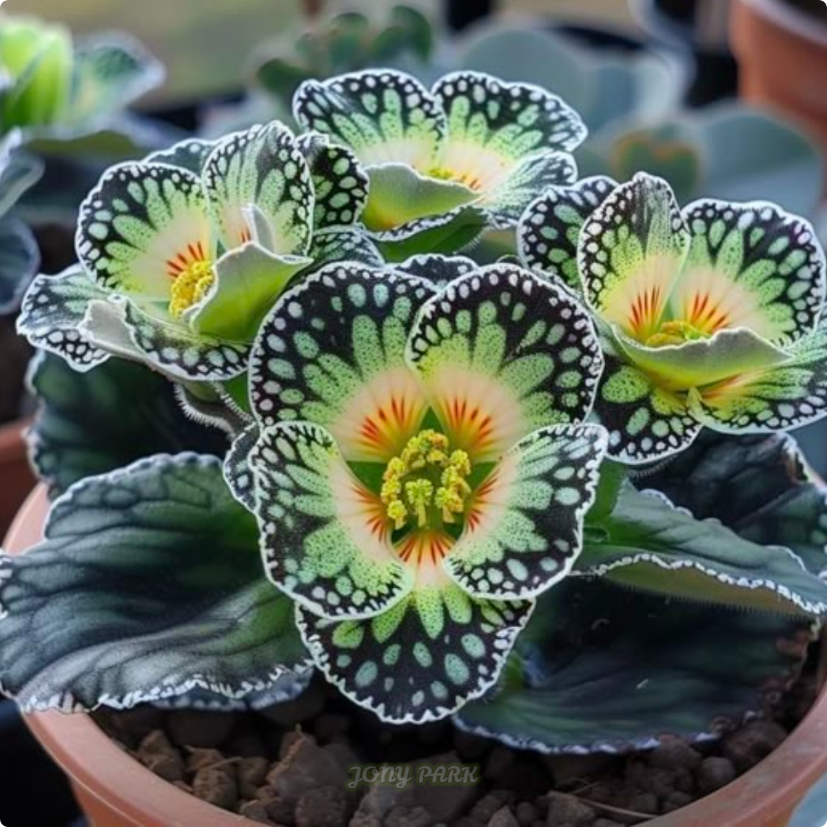 Electric Shine Begonia Jonyparkseed®