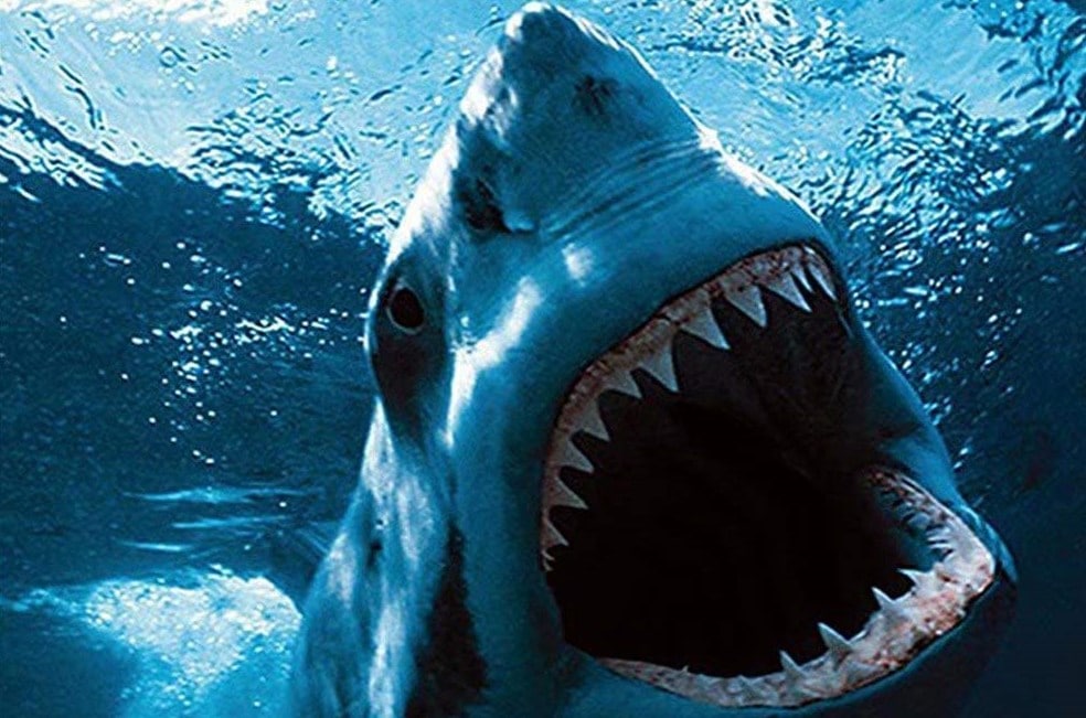 

Great White Shark – Paint By Numbers - 40*50CM, 501 Original