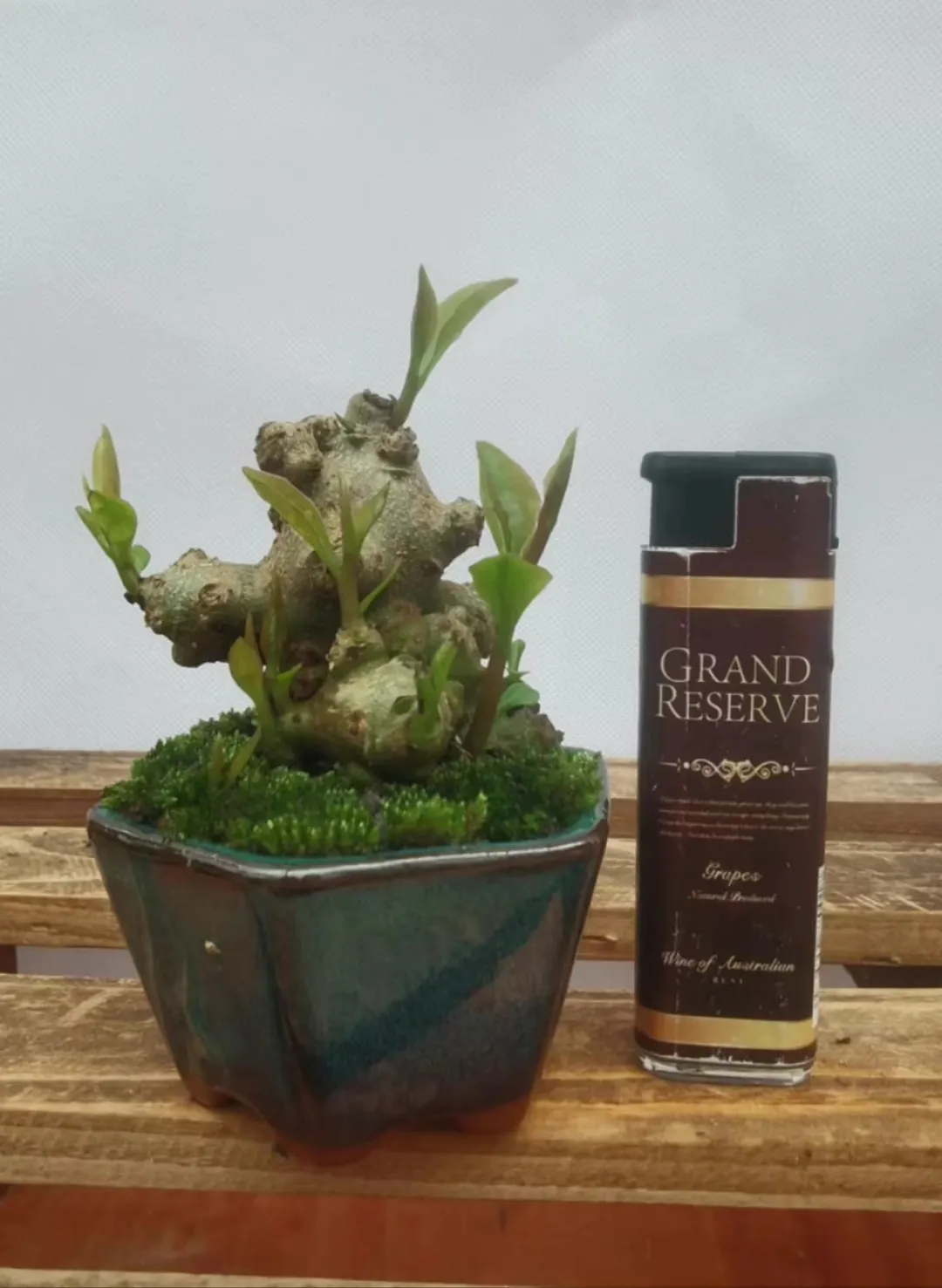 plant Aeonium Echeveria Haworthia  Caudex  Lithops Cactus  Agave 