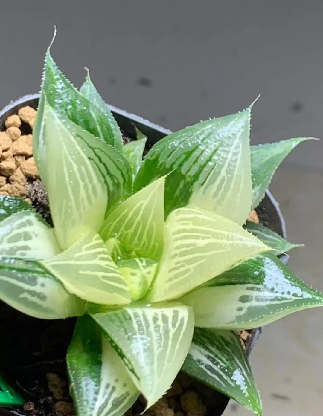 1167.Haworthia Pattaya sp variegated 3-4cm/Haworthia/ Succulent plants / Garden landscape / Carefully select healthy plants