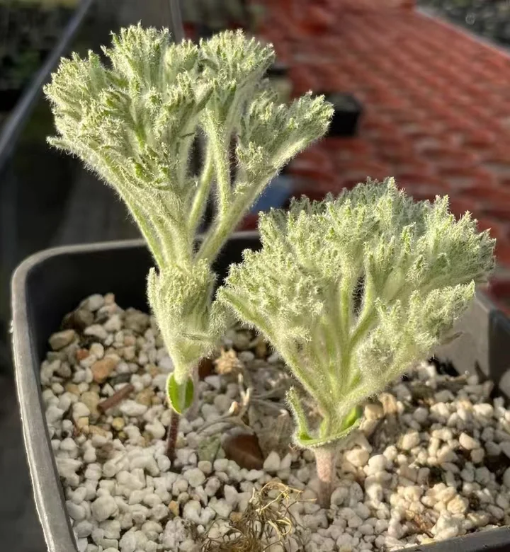 plant Aeonium Echeveria Haworthia  Caudex  Lithops Cactus  Agave 