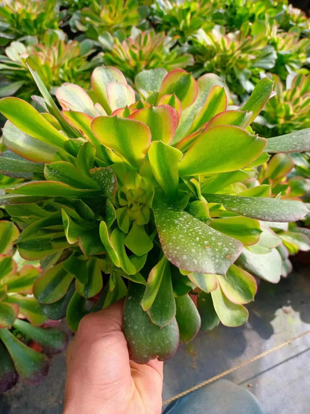 plant Aeonium Echeveria Haworthia  Caudex  Lithops Cactus  Agave 