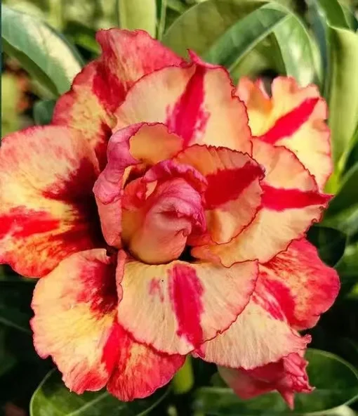 plant Aeonium Echeveria Haworthia  Caudex  Lithops Cactus  Agave 