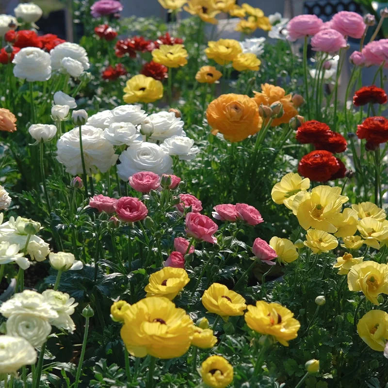 The Enchanted Garden - Over 50 Varieties Mixed Perennial Seeds