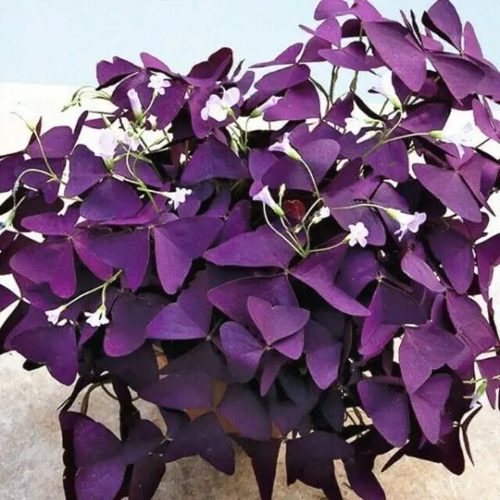 10Pcs Flowers Sourdough Cuckoo Shamrock sorrel lichen garden