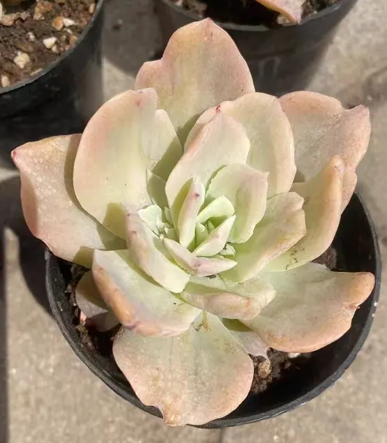 plant Aeonium Echeveria Haworthia  Caudex  Lithops Cactus  Agave 