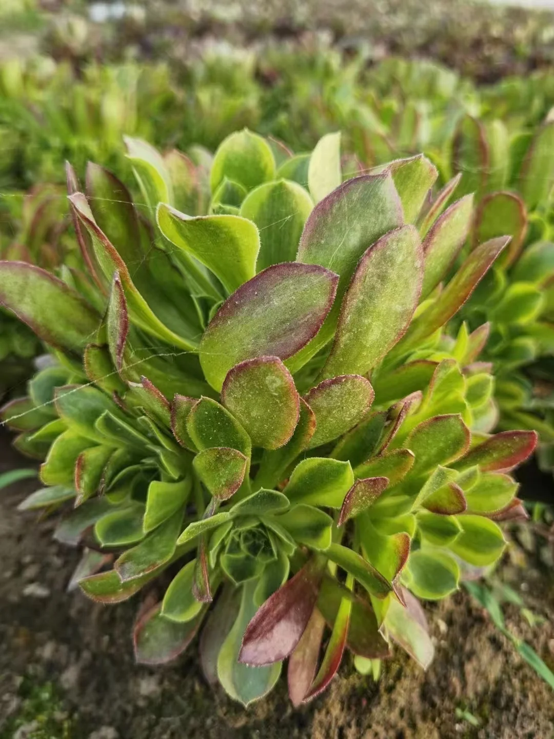 plant Aeonium Echeveria Haworthia  Caudex  Lithops Cactus  Agave 