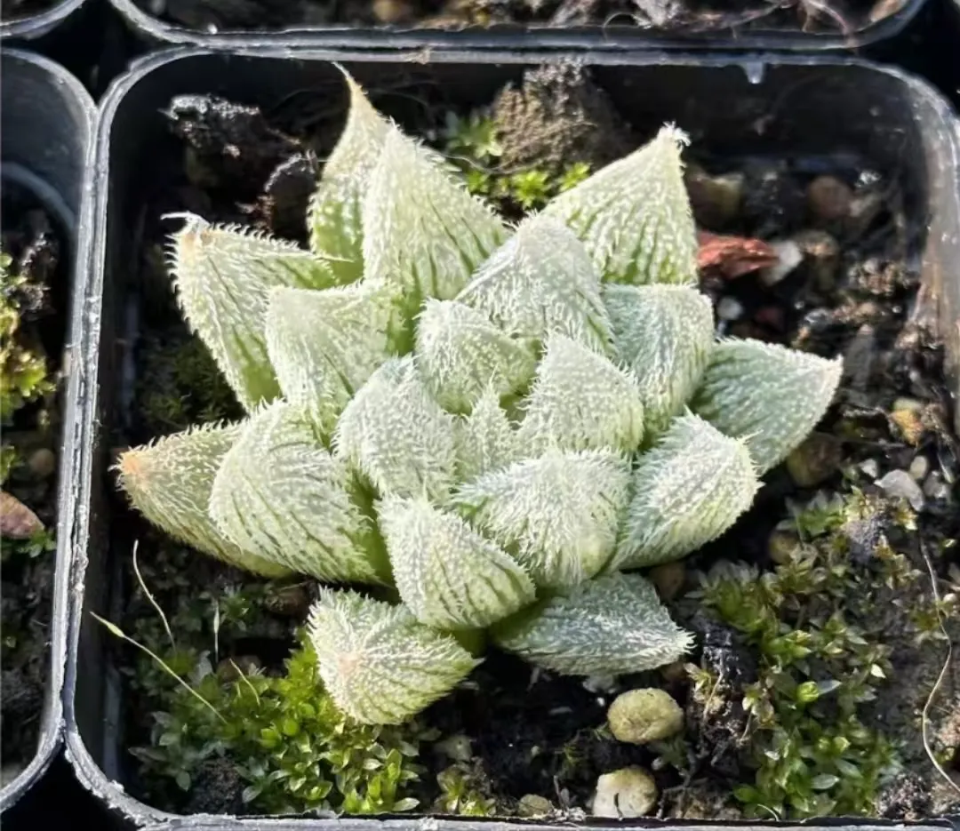 plant Aeonium Echeveria Haworthia  Caudex  Lithops Cactus  Agave 