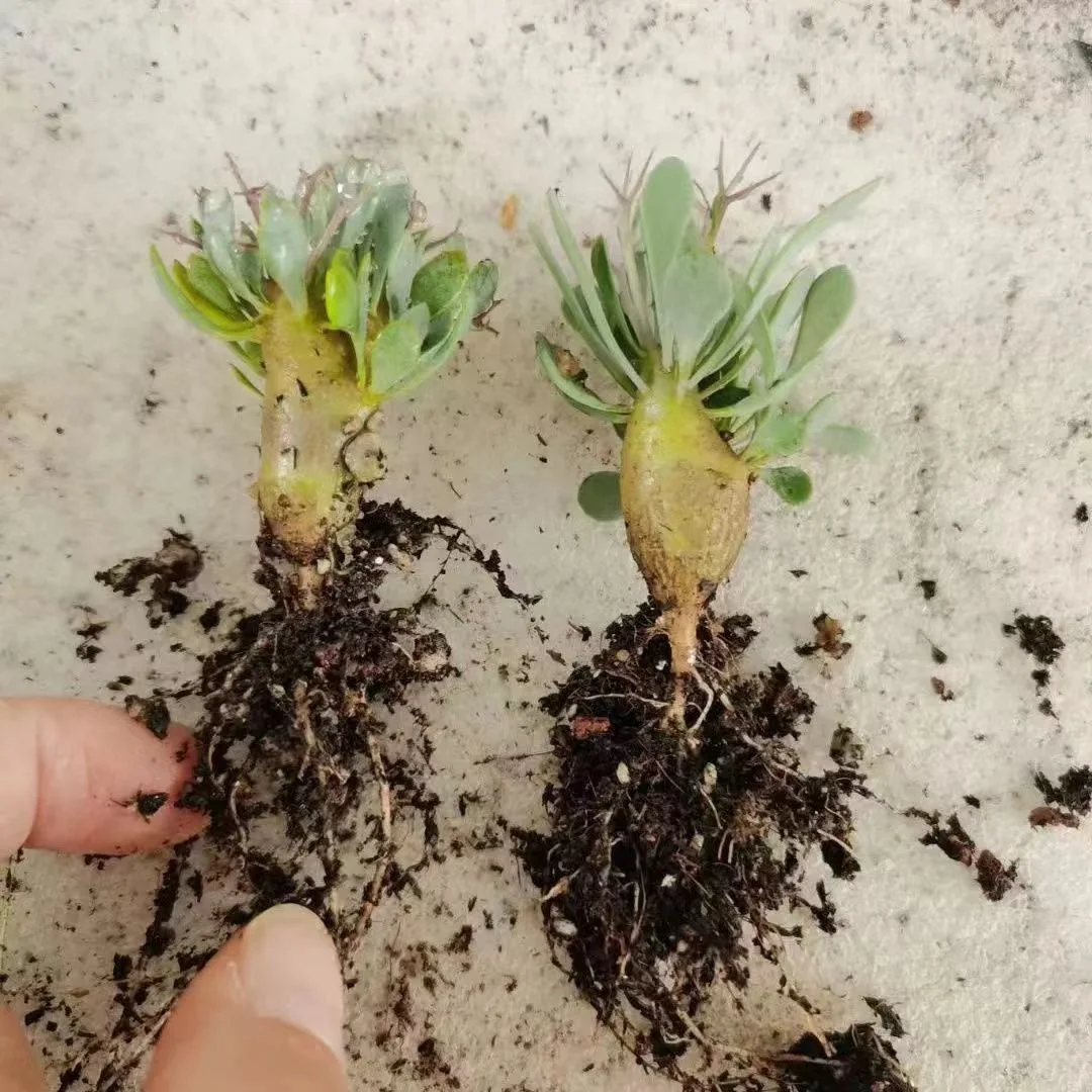 plant Aeonium Echeveria Haworthia  Caudex  Lithops Cactus  Agave 