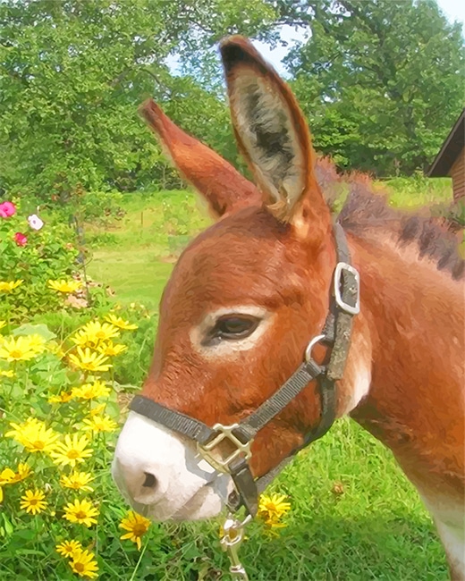 

Donkey In Flowers Field – Paint By Numbers - 40*50CM, 501 Original