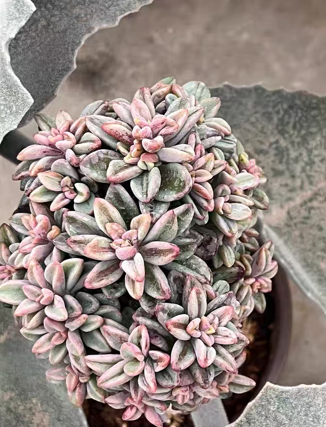 plant Aeonium Echeveria Haworthia  Caudex  Lithops Cactus  Agave 