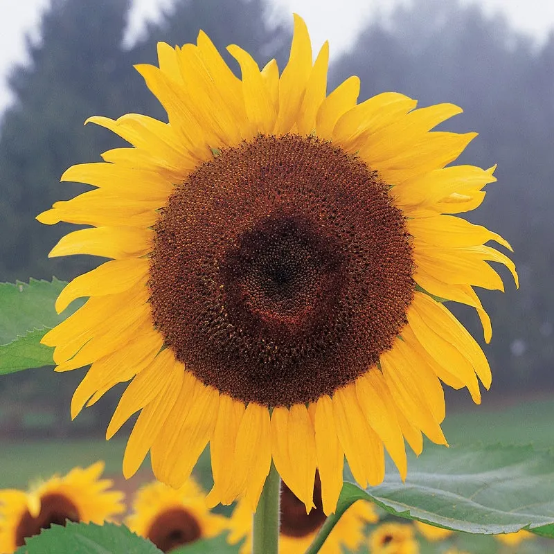 Sunflower, Super Snack Mix Hybrid