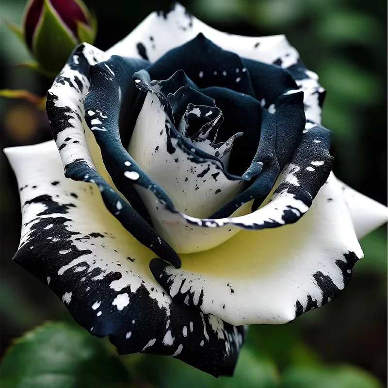 Rare Black & White Rose JONY PARK