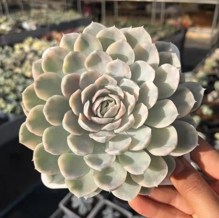 plant Aeonium Echeveria Haworthia  Caudex  Lithops Cactus  Agave 