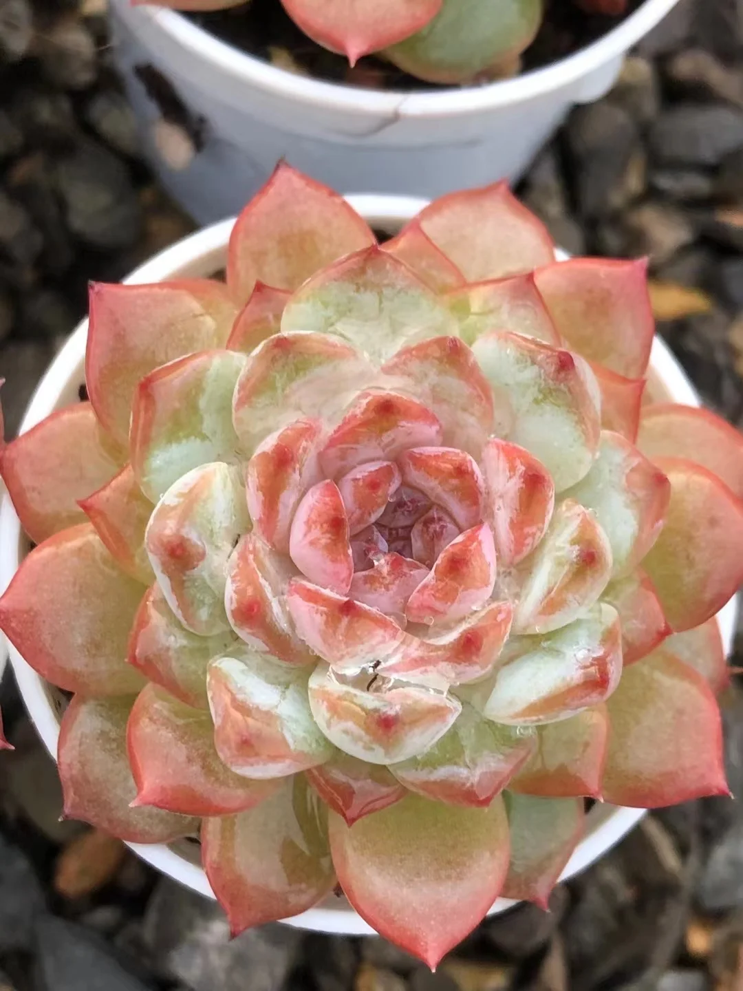 plant Aeonium Echeveria Haworthia  Caudex  Lithops Cactus  Agave 