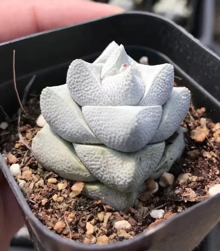 plant Aeonium Echeveria Haworthia  Caudex  Lithops Cactus  Agave 