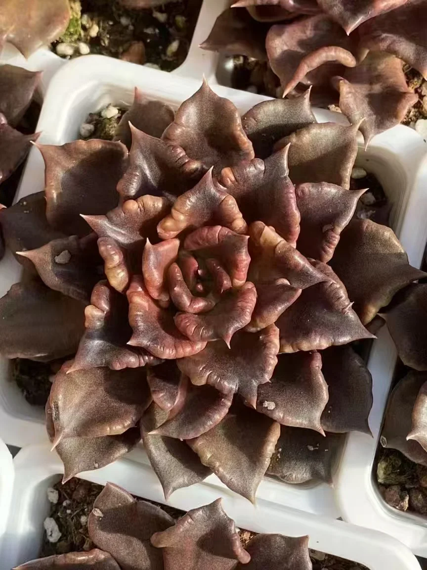 plant Aeonium Echeveria Haworthia  Caudex  Lithops Cactus  Agave 