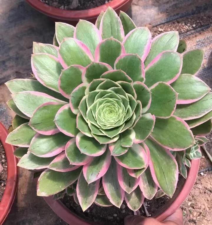 plant Aeonium Echeveria Haworthia  Caudex  Lithops Cactus  Agave 