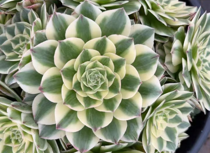 plant Aeonium Echeveria Haworthia  Caudex  Lithops Cactus  Agave 