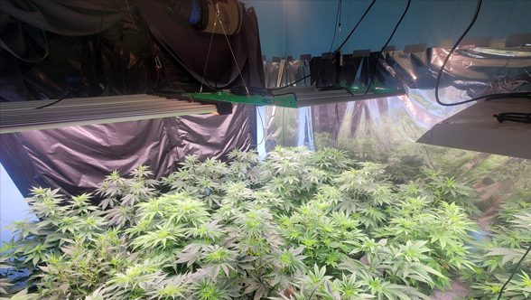Finding the Right Balance: Exploring the Pros and Cons of Leaving Grow Lights on 24/7