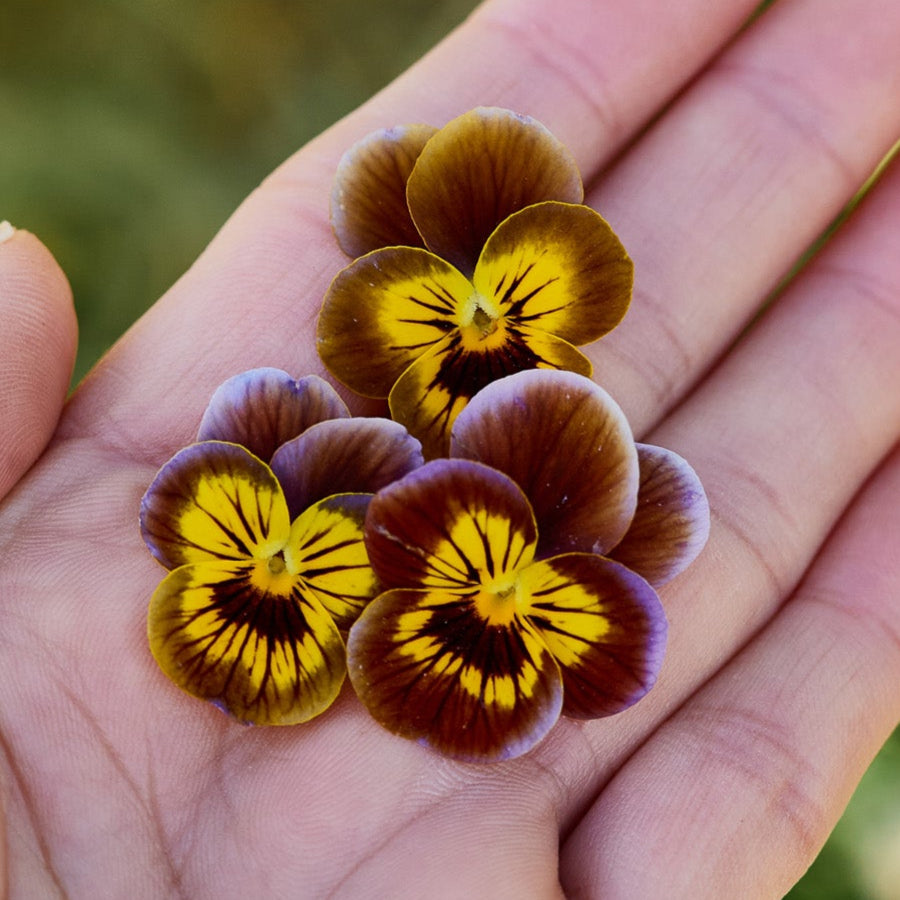 Viola Caramella Bronze Lilac Flower | X 30 Seeds