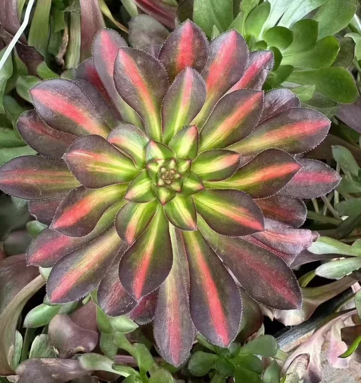 plant Aeonium Echeveria Haworthia  Caudex  Lithops Cactus  Agave 