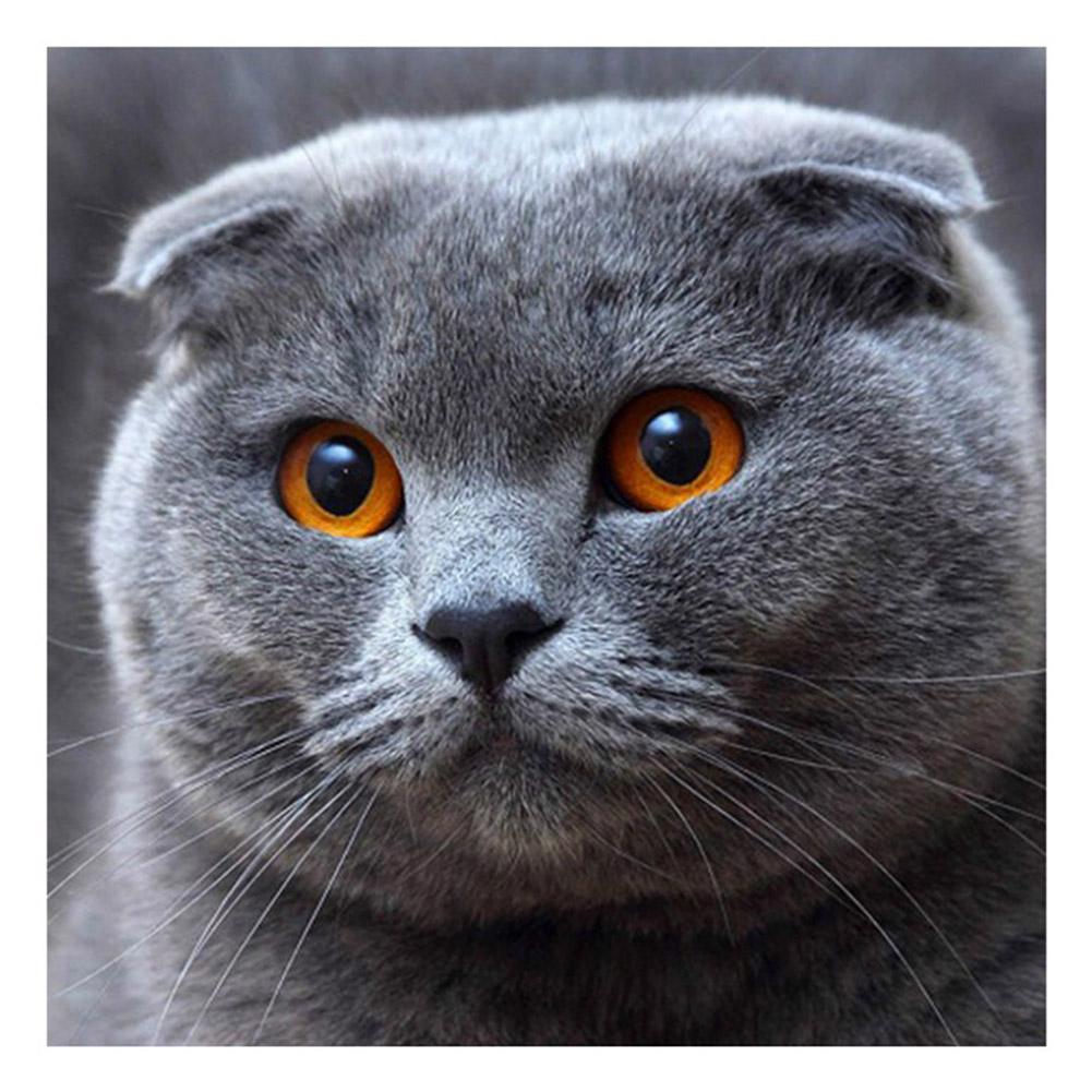 Grey Cat Square Full Drill Diamond Painting 25X25CM(Canvas) gbfke