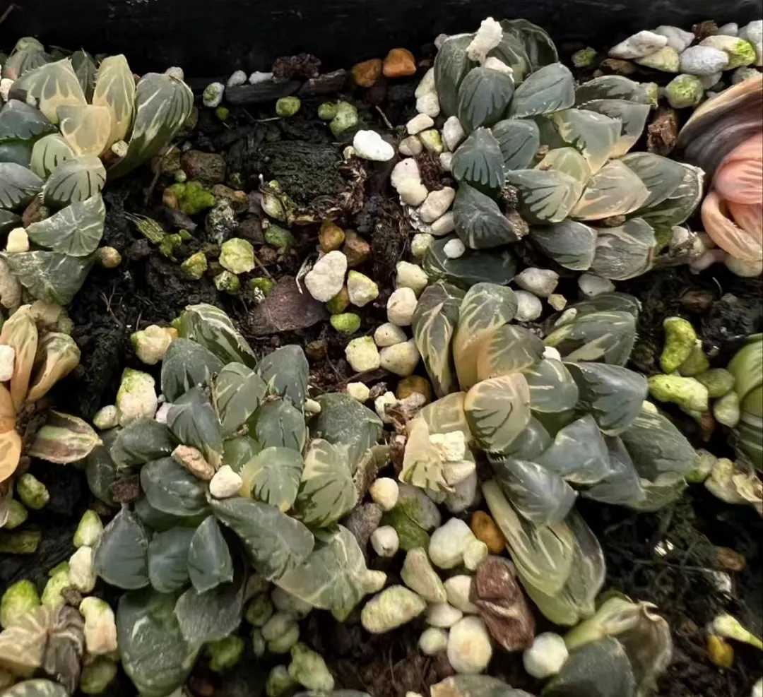 plant Aeonium Echeveria Haworthia  Caudex  Lithops Cactus  Agave 