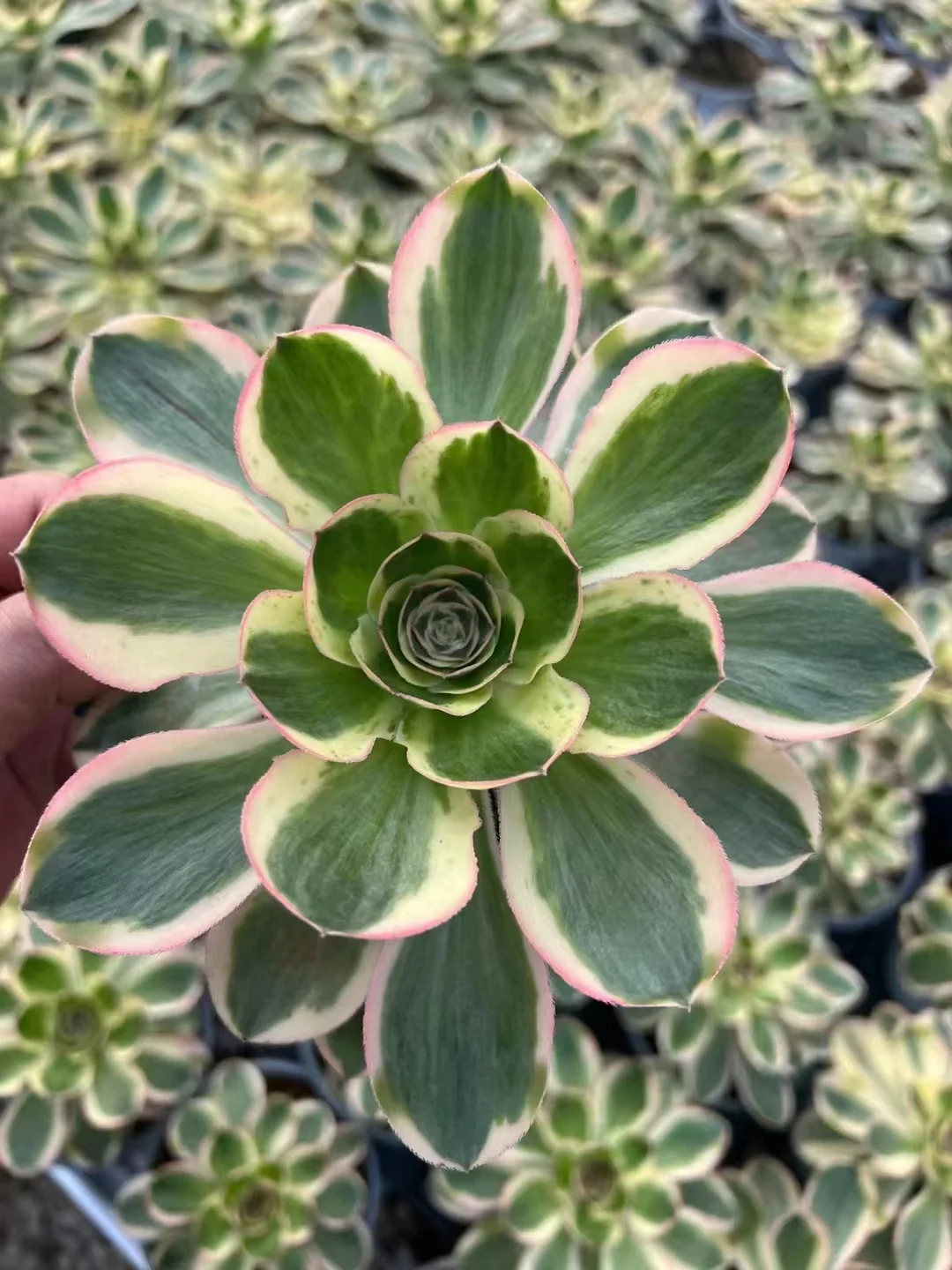 plant Aeonium Echeveria Haworthia  Caudex  Lithops Cactus  Agave 