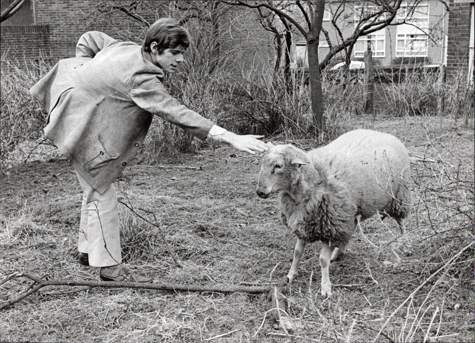 Heintje With Sheep - Vintage Press Photo Poster painting Norbert Unfried (U-4630