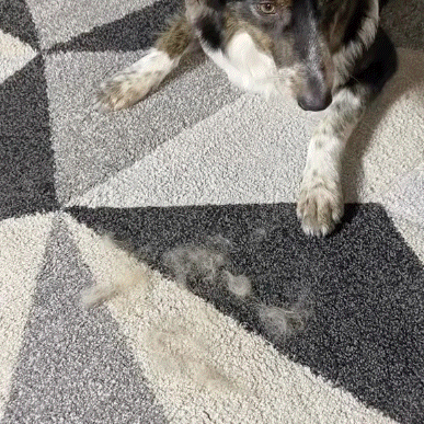 The Magic Brush - Buy 1 Get 1 Free