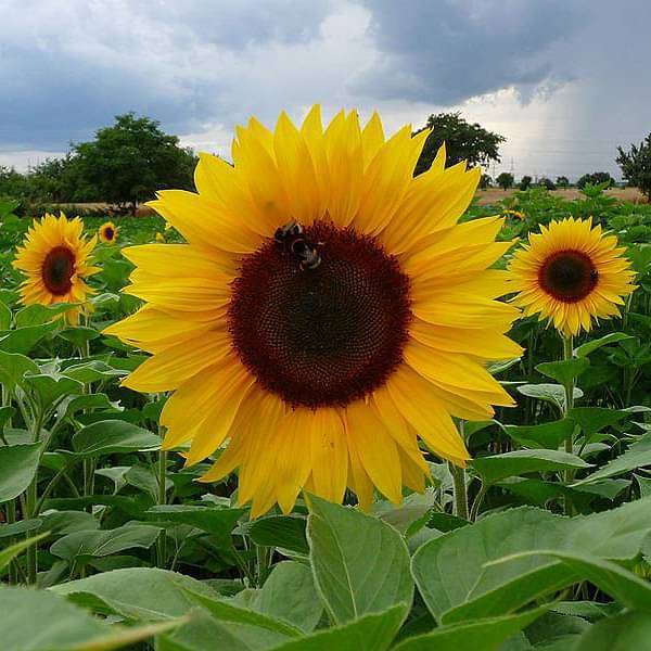 50 pcs Sunflower Russian Giant - Desi Flower Seeds Jonyparkseed®
