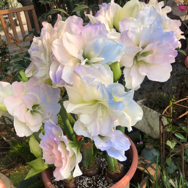 🌺Amaryllis 'Polaris Glow' Bulbs