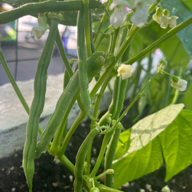 🫛Bush Beans &ndash; Ready to Harvest in Just 30 Days!