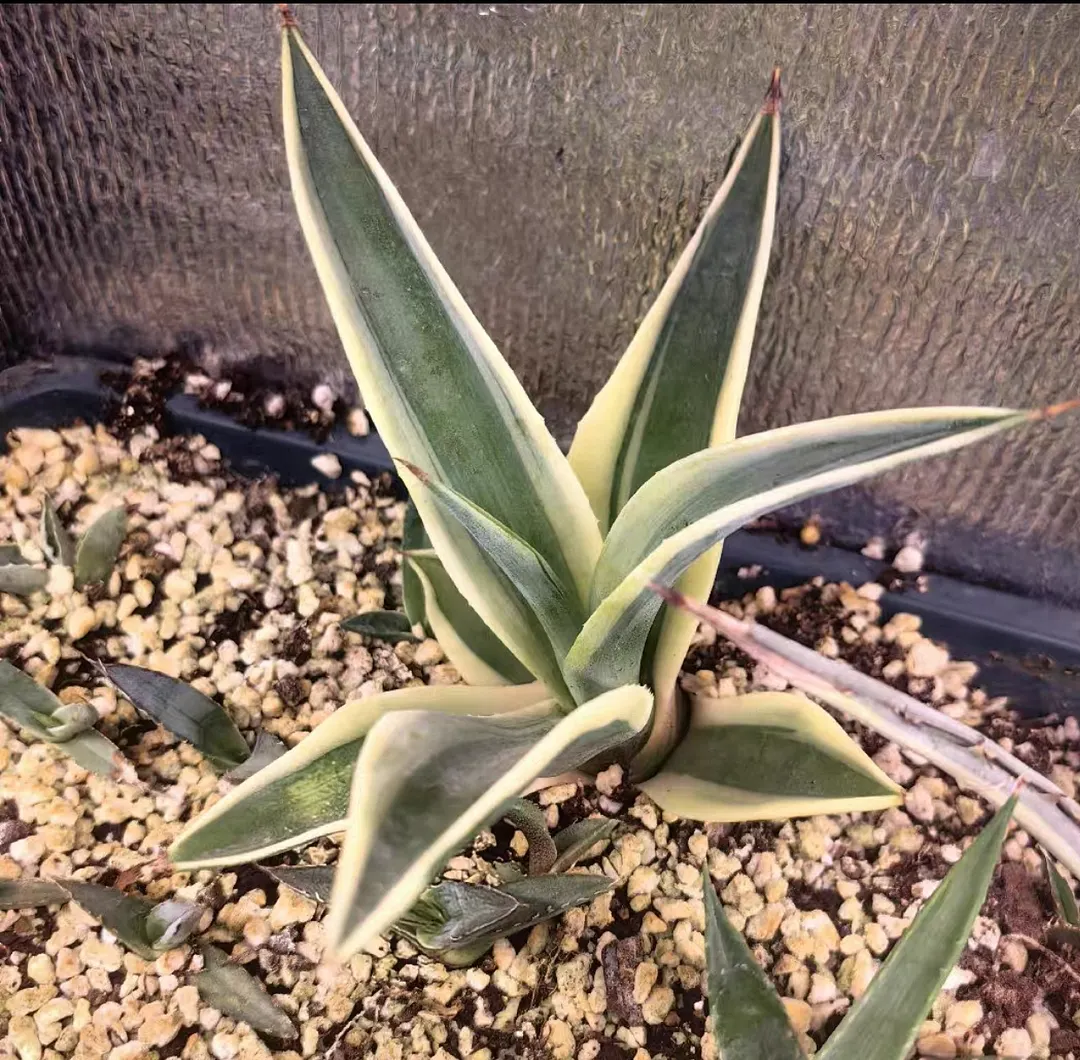 plant Aeonium Echeveria Haworthia  Caudex  Lithops Cactus  Agave 