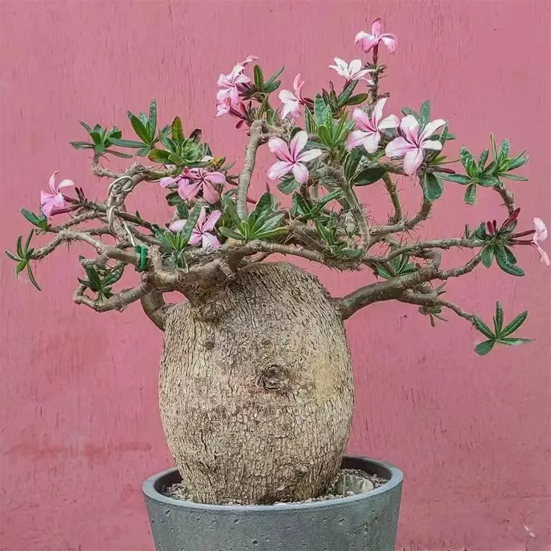plant Aeonium Echeveria Haworthia  Caudex  Lithops Cactus  Agave 
