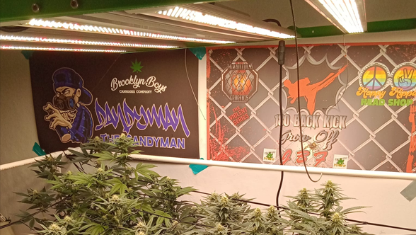 A Guide to Choosing the Right LED Grow Light: Why the Growline720 is a Game-Changer