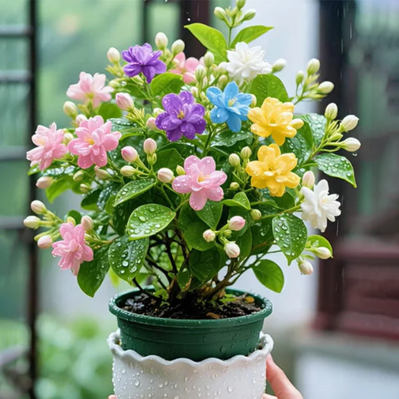 Rainbow Jasmine-🔔Double Fuchsia Bulbs