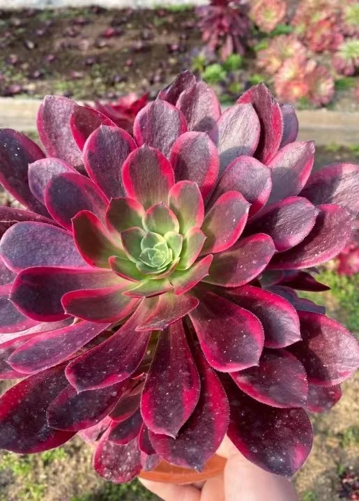 plant Aeonium Echeveria Haworthia  Caudex  Lithops Cactus  Agave 