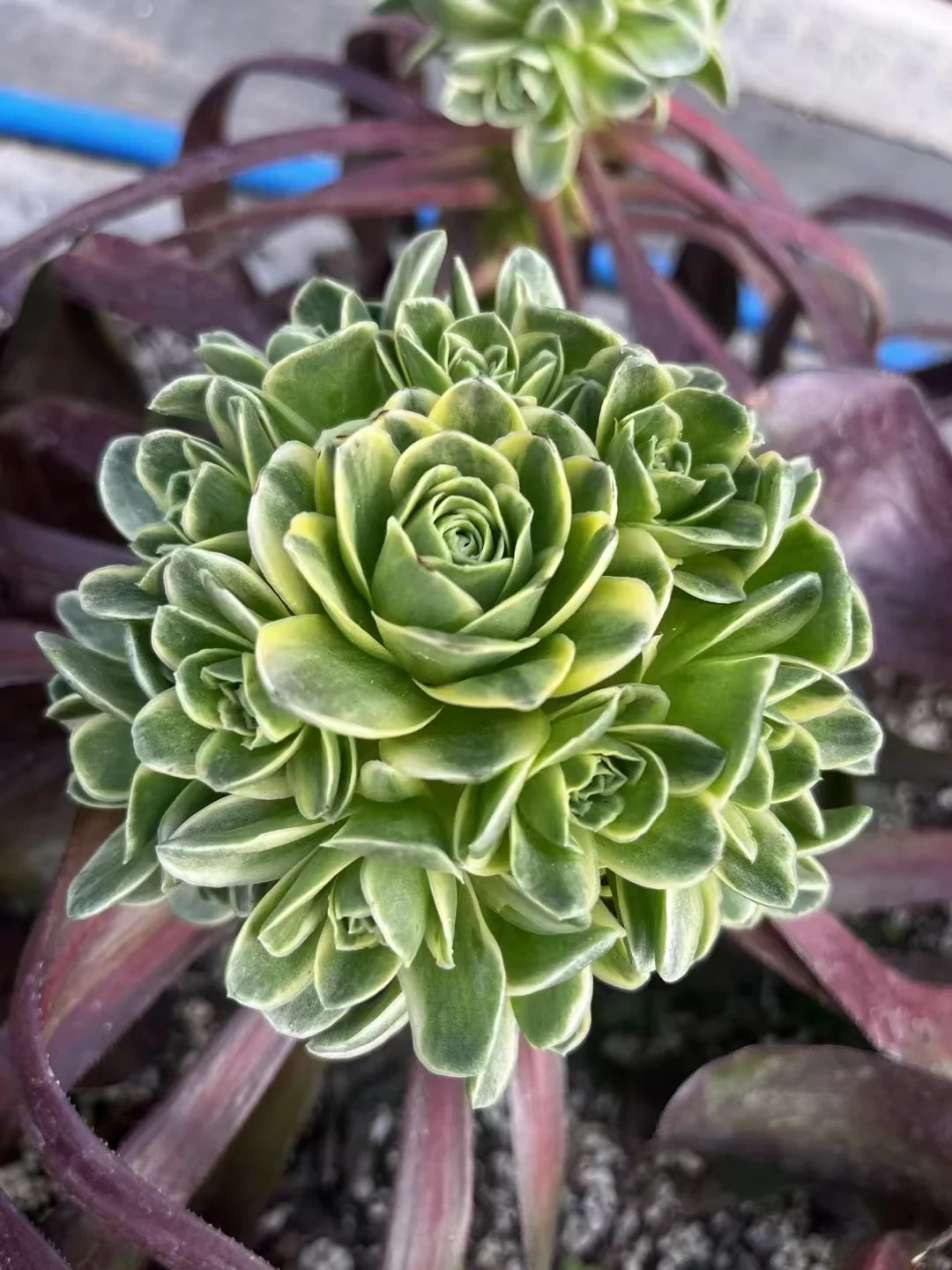 plant Aeonium Echeveria Haworthia  Caudex  Lithops Cactus  Agave 