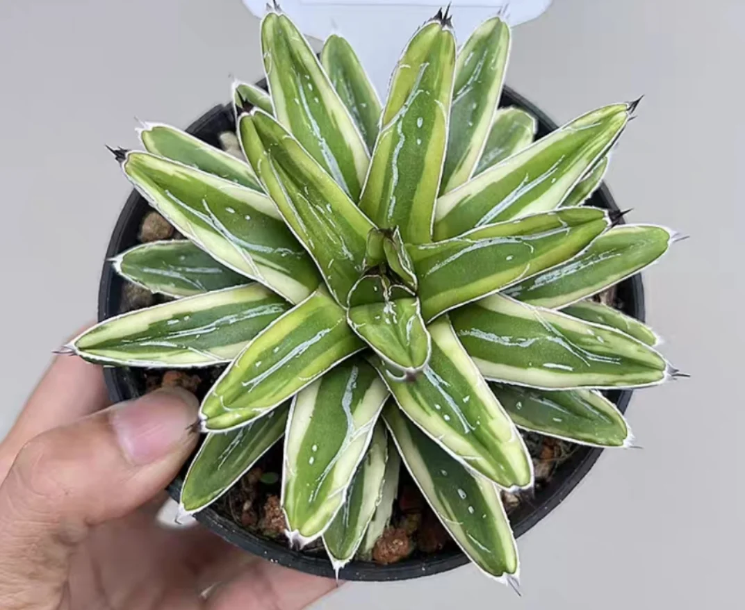 plant Aeonium Echeveria Haworthia  Caudex  Lithops Cactus  Agave 