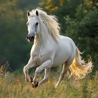 Arabian Horse Galloping - Diamond Painting