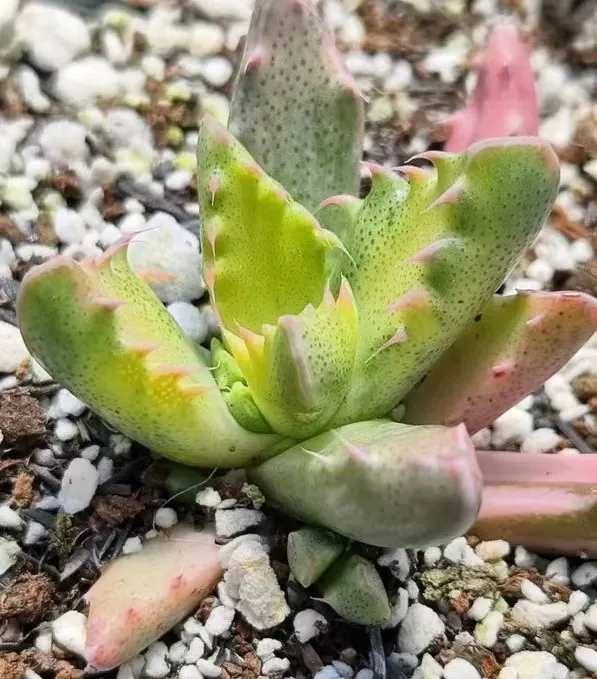 plant Aeonium Echeveria Haworthia  Caudex  Lithops Cactus  Agave 