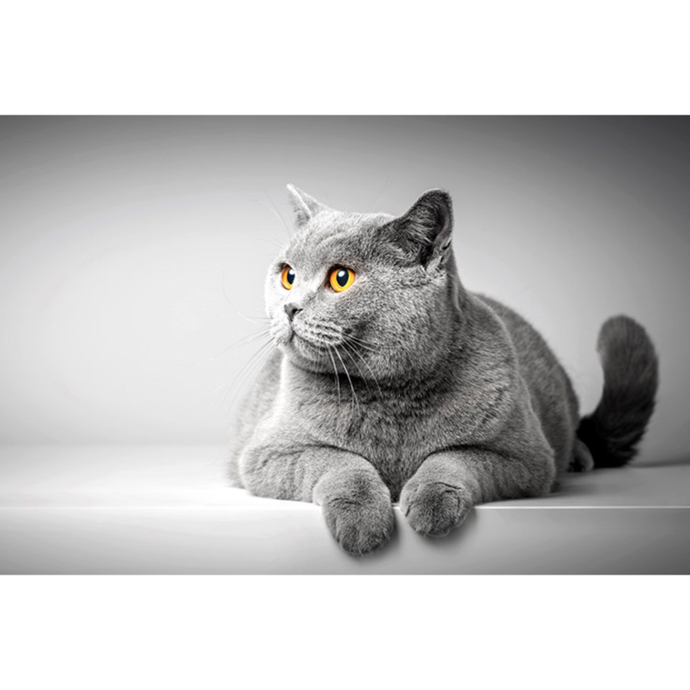 

Pet Cat - 1000 Pieces Jigsaw Puzzle, 501 Original