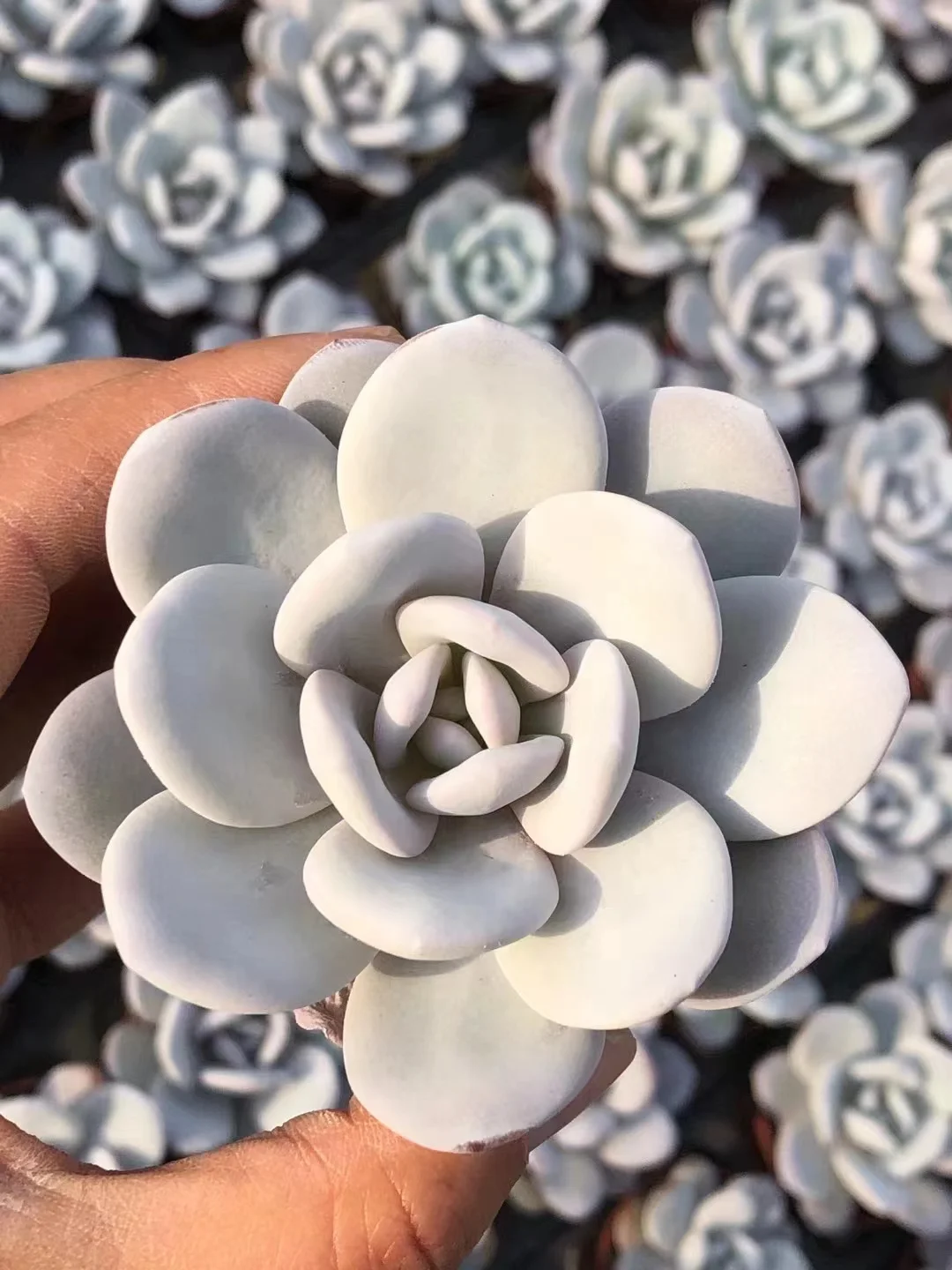 plant Aeonium Echeveria Haworthia  Caudex  Lithops Cactus  Agave 