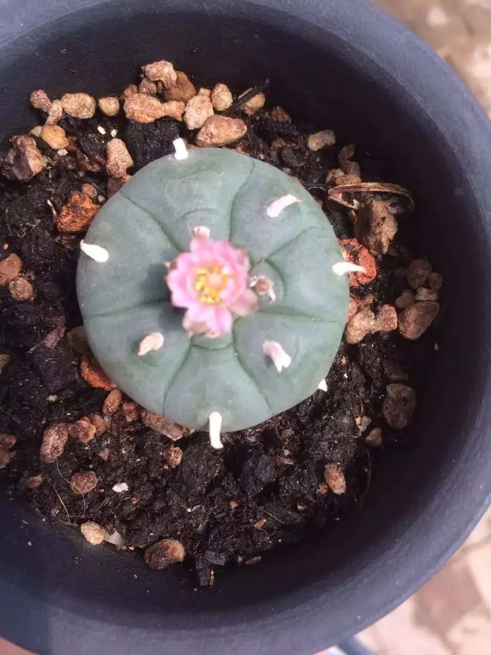 674.  Lophophora williamsii  /Cactus plants  / Succulent plants/Garden landscape / Carefully select healthy plants