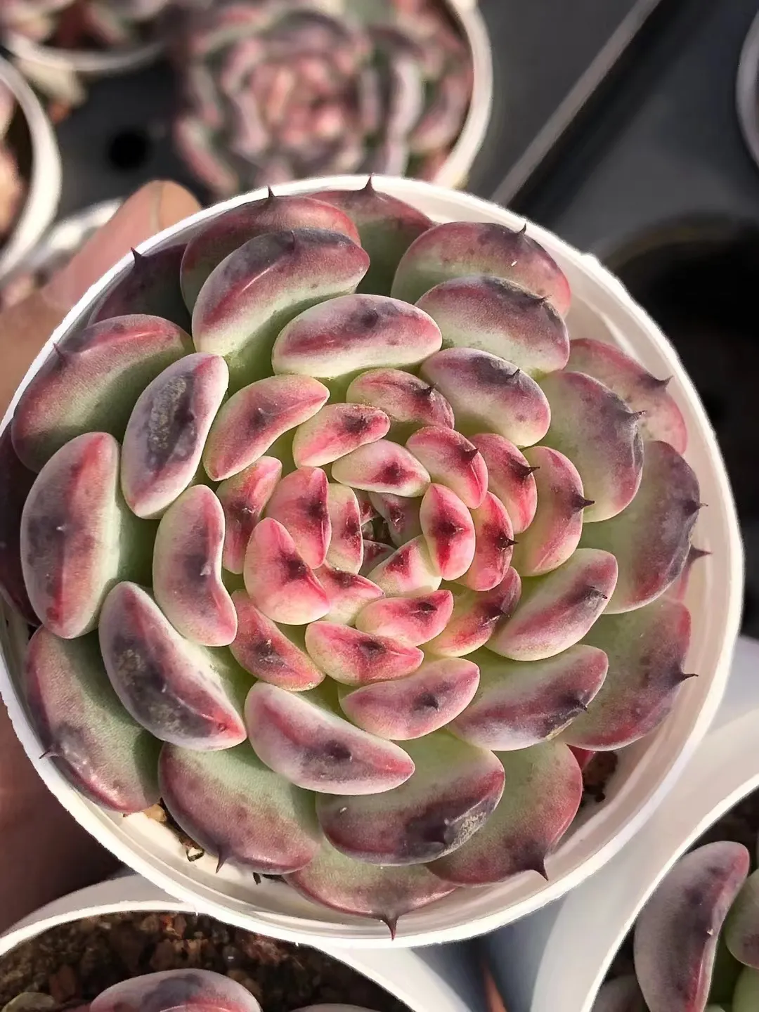 plant Aeonium Echeveria Haworthia  Caudex  Lithops Cactus  Agave 