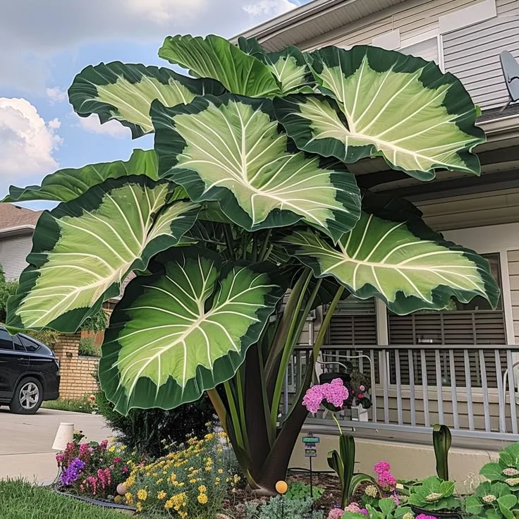 Midnight Sapphire-Giant Alocasia Bulbs🍃Transform Your Space with